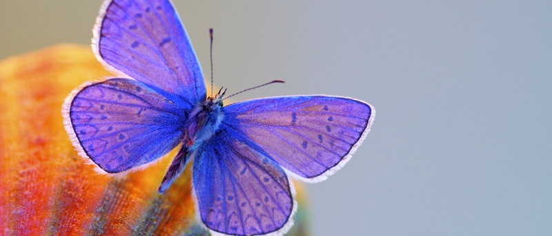 Все о бабочках в Элисте | ЗооТом портал о животных