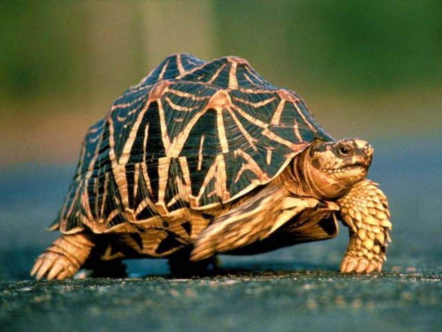 Все о черепахах в Элисте | ЗооТом портал о животных