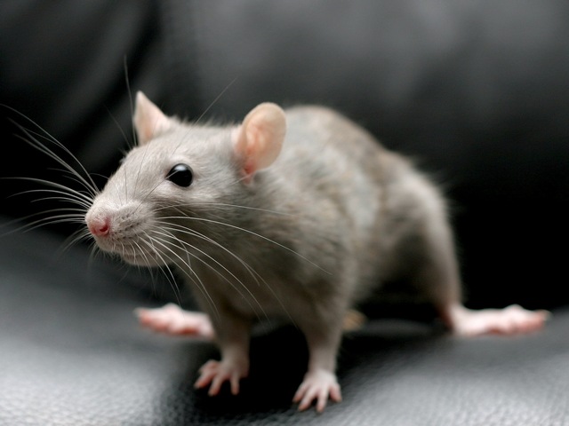 Все о крысах в Элисте | ЗооТом портал о животных