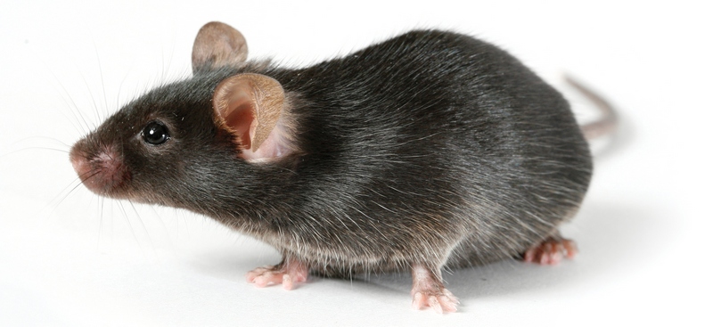 Все о крысах в Элисте | ЗооТом портал о животных