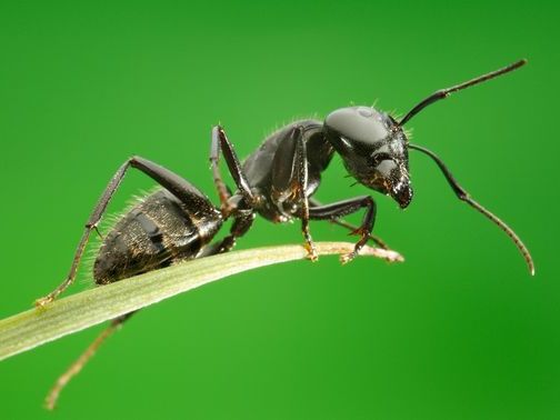 Все о муравьях в Элисте | ЗооТом портал о животных