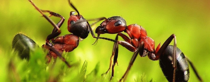 Все о муравьях в Элисте | ЗооТом портал о животных
