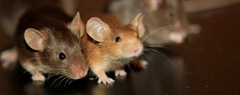 Все о мышах в Элисте | ЗооТом - продажа, вязка и услуги для животных в Элисте