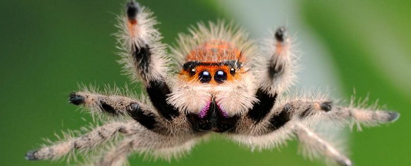 Все о пауках в Элисте | ЗооТом портал о животных