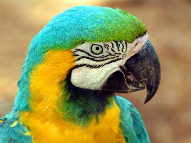 Все о попугаях в Элисте | ЗооТом портал о животных