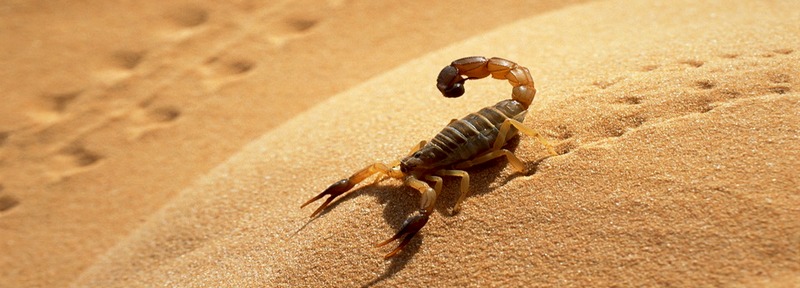 Все о скорпионах в Элисте | ЗооТом портал о животных