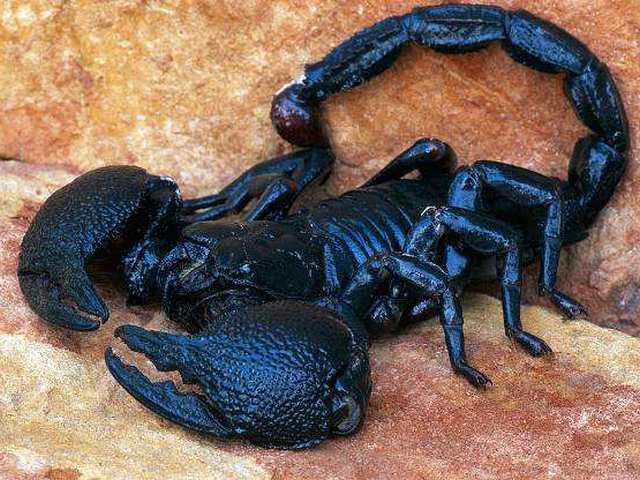 Все о скорпионах в Элисте | ЗооТом портал о животных