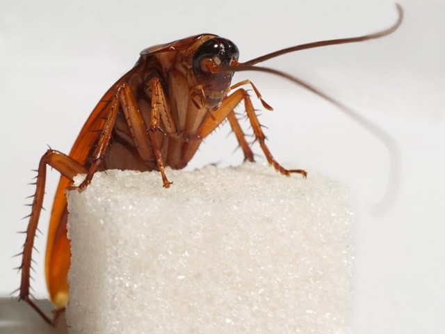 Все о тараканах в Элисте | ЗооТом портал о животных