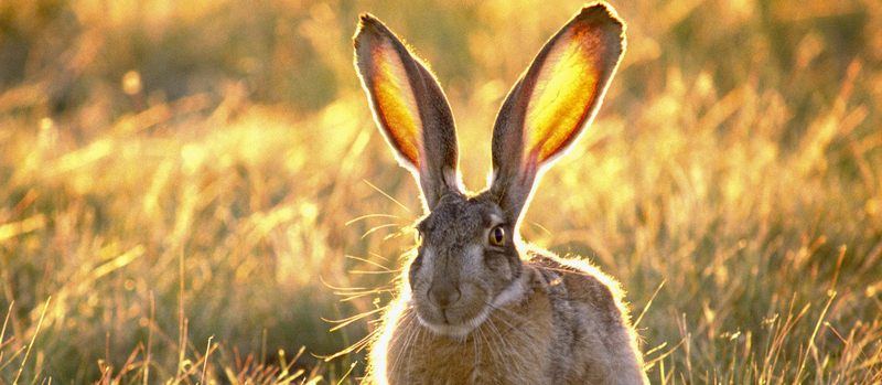 Все о зайцах | ЗооТом - продажа, вязка и услуги для животных в Элисте