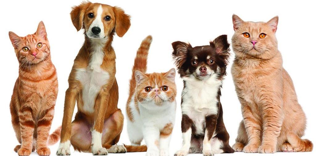 Доска объявлений о животных | ЗооТом - продажа, вязка и услуги для животных в Элисте