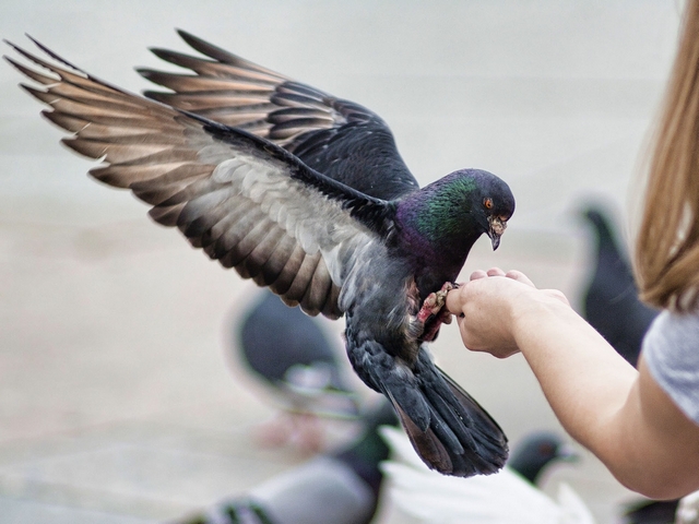 Все о голубях | ЗооТом - продажа, вязка и услуги для животных в Элисте