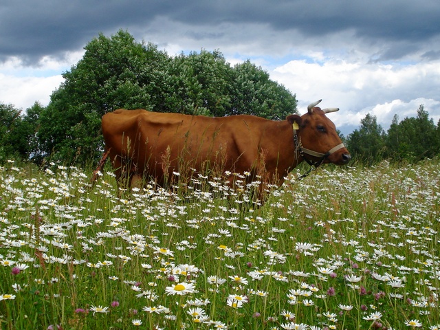 Все о коровах в Элисте | ЗооТом портал о животных