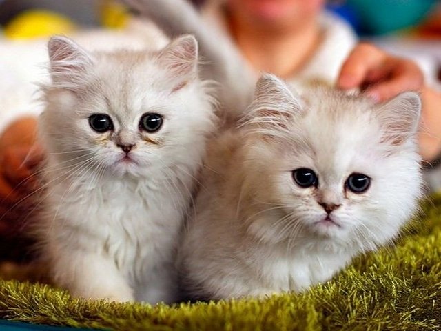 Породы кошек в Элисте | ЗооТом портал о животных