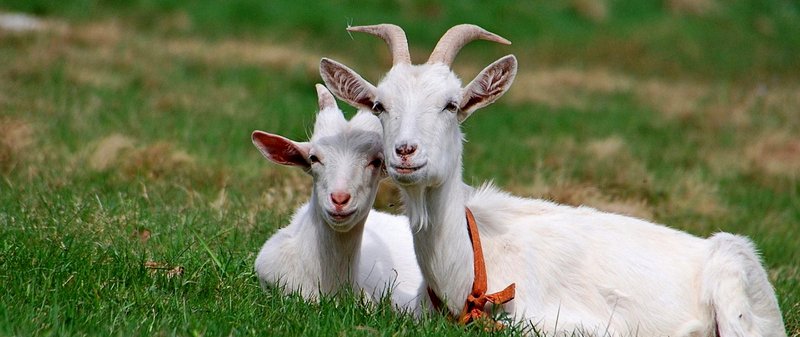 Все о козах в Элисте | ЗооТом портал о животных
