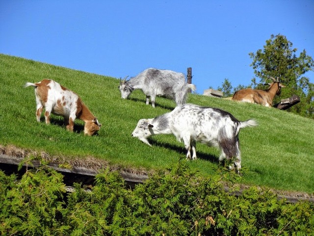 Все о козах в Элисте | ЗооТом портал о животных