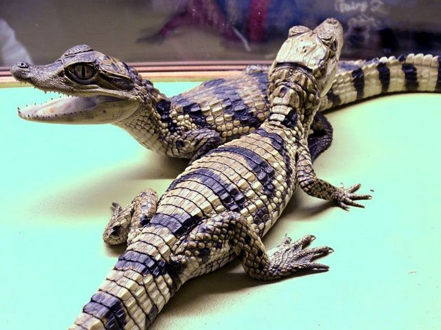 Все о крокодилах в Элисте | ЗооТом портал о животных