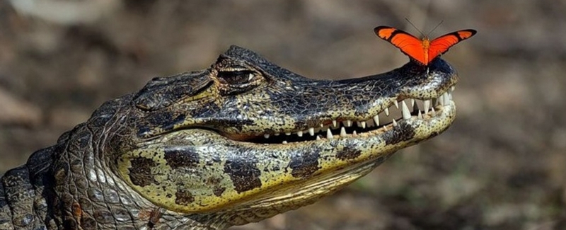 Все о крокодилах в Элисте | ЗооТом портал о животных