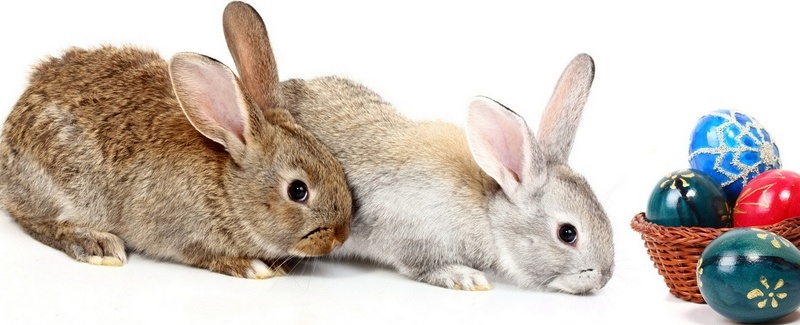 Все о кроликах в Элисте | ЗооТом портал о животных