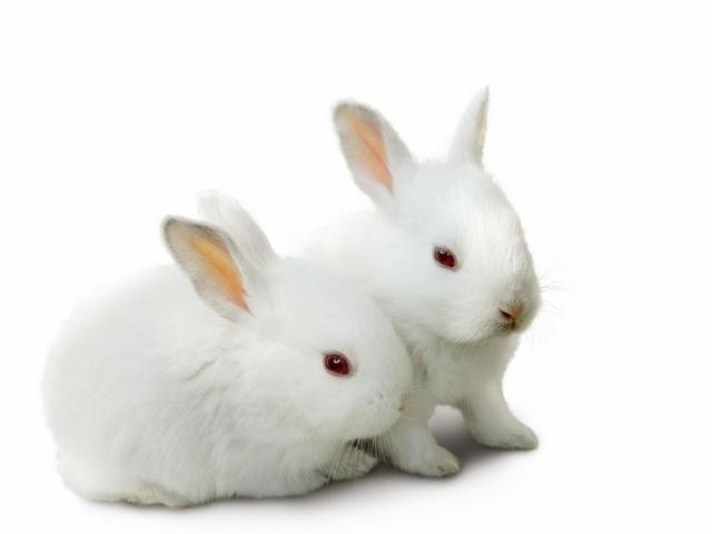 Все о кроликах в Элисте | ЗооТом портал о животных