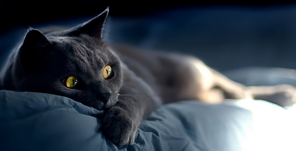 Объявления о кошках | ЗооТом - продажа, вязка и услуги для животных в Элисте