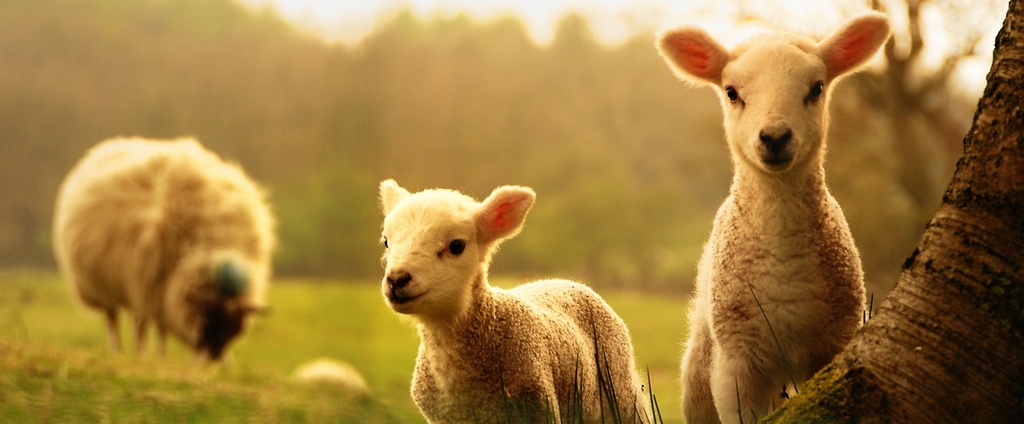 Объявления о сельскохозяйственных животных | ЗооТом - продажа, вязка и услуги для животных в Элисте