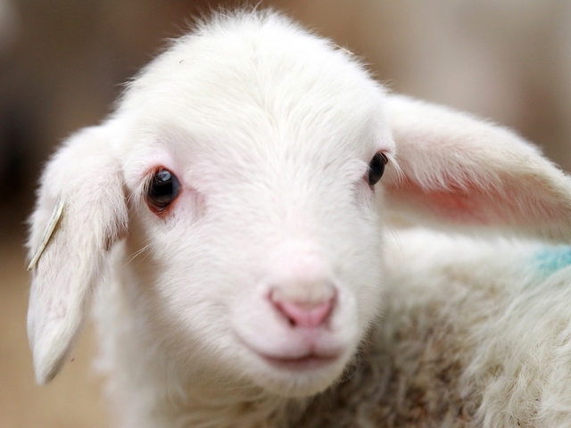 Овцы и бараны в Элисте | ЗооТом портал о животных