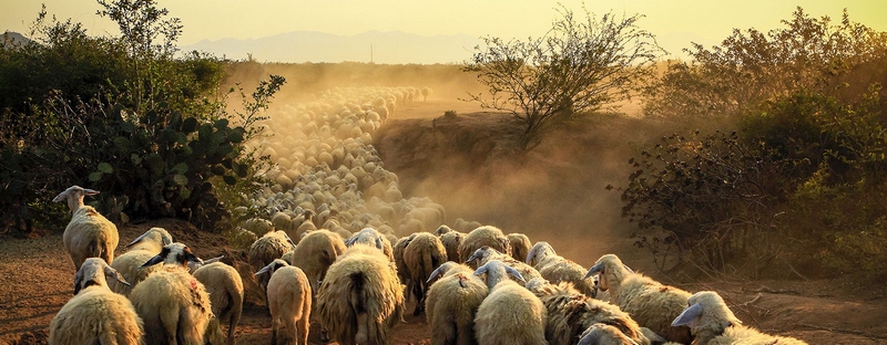 Все об овцах в Элисте | ЗооТом портал о животных