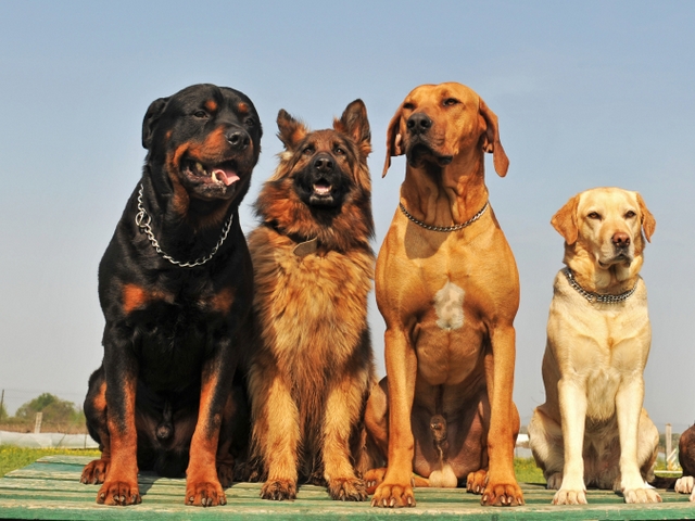 Крупные породы собак в Элисте | ЗооТом портал о животных