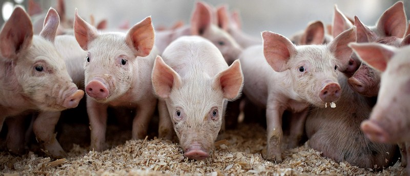 Все о свиньях в Элисте | ЗооТом портал о животных