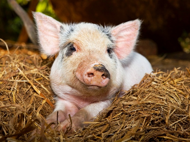 Все о свиньях в Элисте | ЗооТом портал о животных